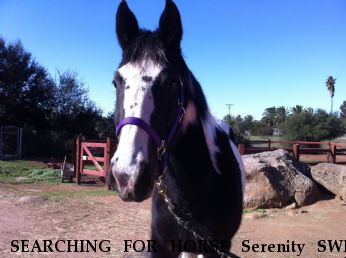 SEARCHING FOR HORSE Serenity SWF, Near Ocala, FL, 34476